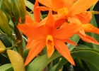 Laeliocattleya Oroyum 'Neon'