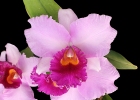 Laeliocattleya Royal Oaks 'April Fool'