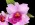 Laeliocattleya Royal Oaks 'April Fool'