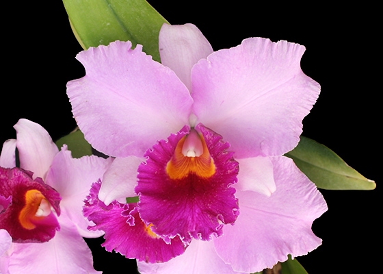 Laeliocattleya Royal Oaks 'April Fool'
