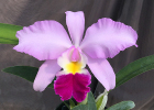Laeliocattleya Sweet Alcyone