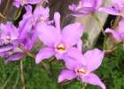 Laeliocattleya Wolterae 'Huntington Gardens'