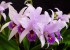Laeliocattleya Wrigleyi 'Blue Lagoon', HCC/AOS