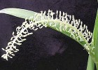 Liparis condylobulbon