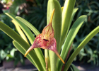 Masdevallia civilis
