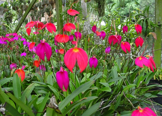 Masdevallia coccinea specimens