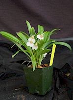 Masdevallia floribunda (tuerckheimii)