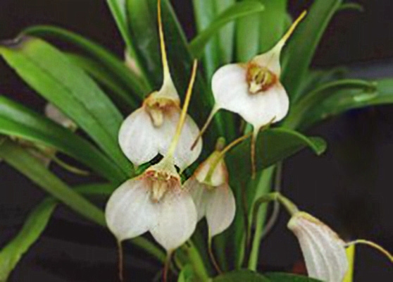 Masdevallia floribunda (tuerckheimii)