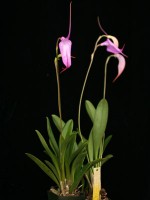 Masdevallia McVittiae