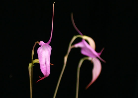 Masdevallia McVittiae