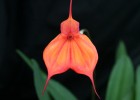 Masdevallia Parlatoreana