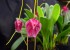 Masdevallia Pixie Shadow
