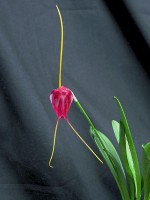 Masdevallia Pixie Shadow