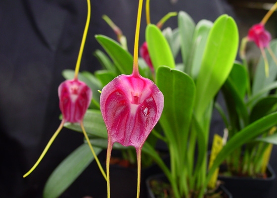 Masdevallia Pixie Shadow