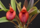 Masdevallia Prince Charming 'Highland'