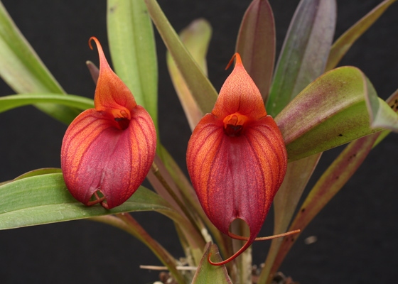 Masdevallia Prince Charming 'Highland'