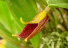 Masdevallia pyxis