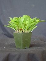 Masdevallia pyxis