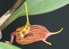 Masdevallia torta