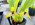 Maxillaria cucullata