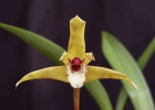 Maxillaria picta