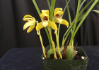 Maxillaria porphyrostele
