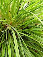 Maxillaria tenuifolia