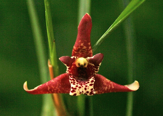 Maxillaria tenuifolia