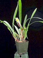 Maxillaria variabilis var. yellow