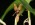 Myoxanthus punctatus
