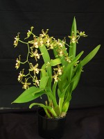 Odontocidium Big Mac 'Orchid Loft', AM/AOS