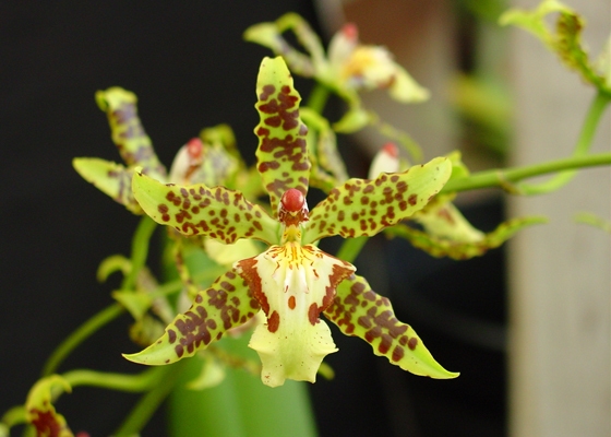 Odontocidium Big Mac 'Orchid Loft', AM/AOS