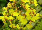 Oncidium flexuosum