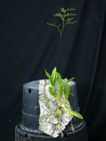 Oncidium flexuosum