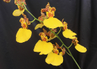 Oncidium Ping Pong Gold