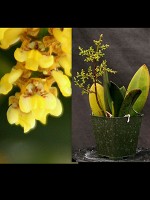 Oncidium pumilum
