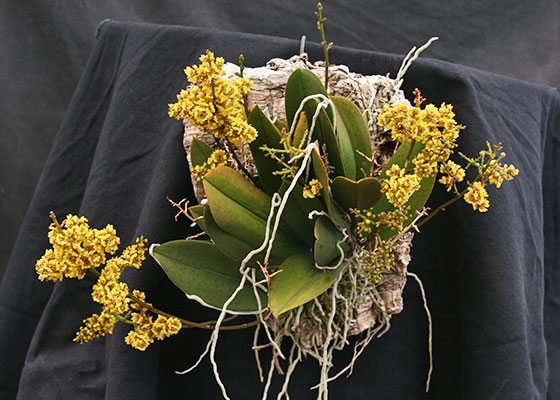 Oncidium pumilum