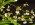 Ornithophora radicans