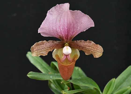 Paphiopedilum charlesworthii