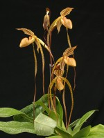 Paphiopedilum Kolosand