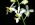 Phalaenopsis pulcherrima var. albescent