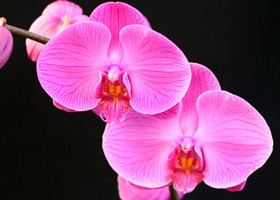 Phalaenopsis Tai Lin Angel