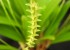 Physosiphon inaequisepalis