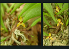 Pleurothallis brevipes