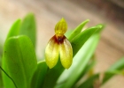 Pleurothallis brighamii