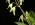 Pleurothallis grobyi