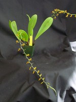 Pleurothallis immersa