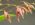 Pleurothallis pachyglossa