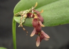 Pleurothallis pubescens
