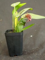 Pleurothallis pubescens